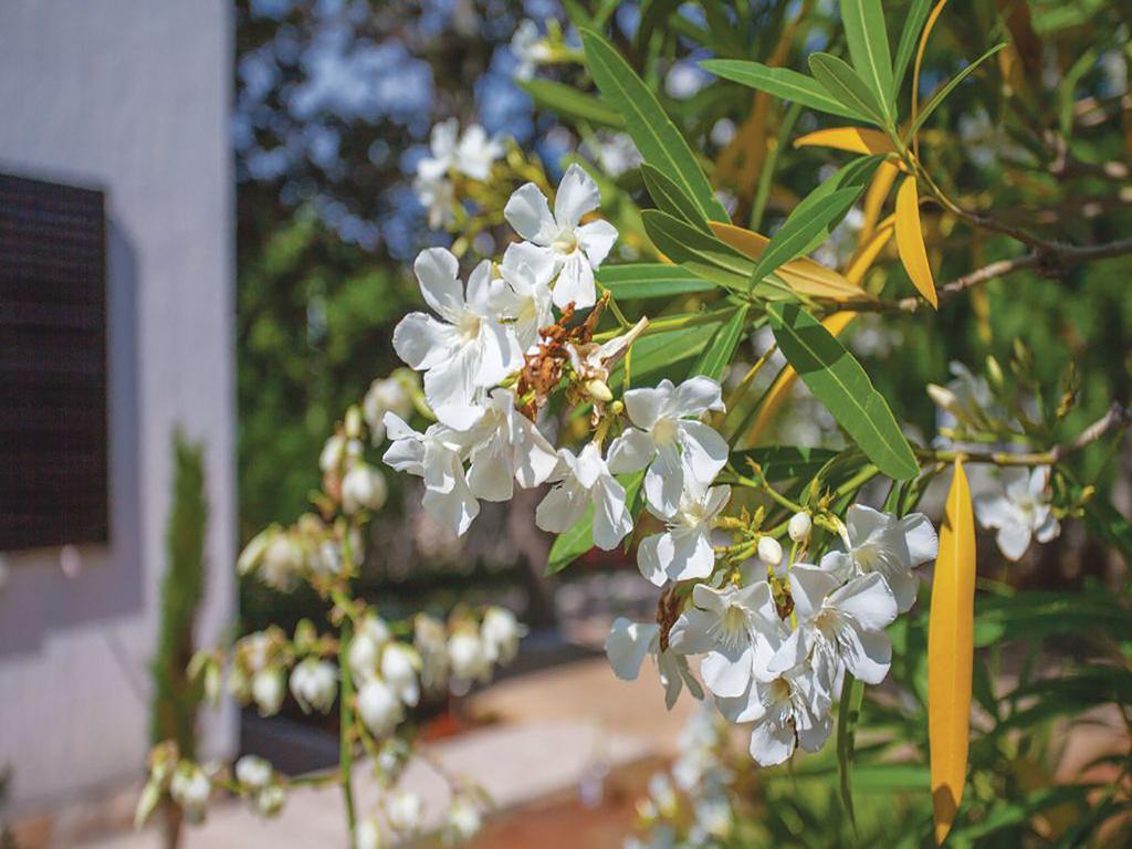 Apartments Vesna Pinezići المظهر الخارجي الصورة